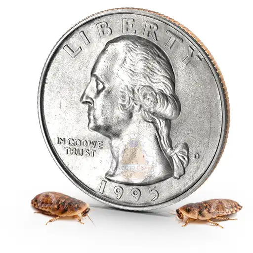 Extra Small Discoid Roach