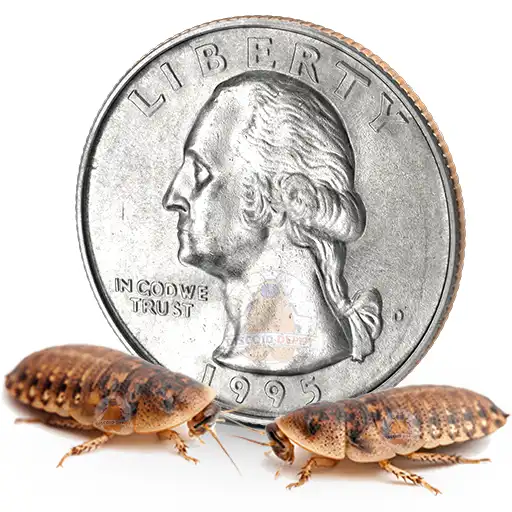 Large Discoid Roach