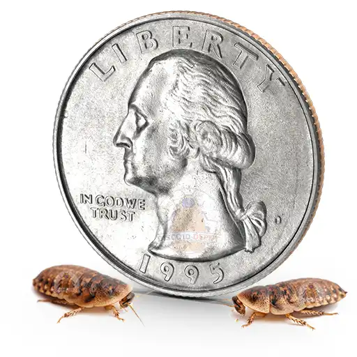 Small Discoid Roach